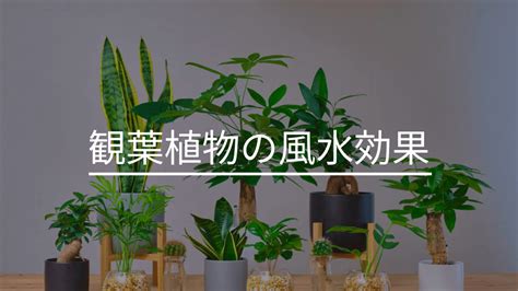 東南 風水|観葉植物の風水効果が高い方角｜おすすめと扱い方に 